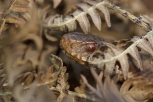 Adder (Vipera berus) basking amongst bracken fronds. Peak District National Park Adder (Vipera berus) basking amongst bracken fronds. Peak District National Park