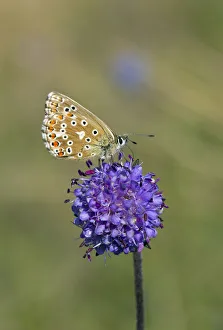 Adonis Blue (Polyommatus bellargus) female butterfly feeding on flower, Wiltshire, UK Adonis Blue (Polyommatus bellargus) female butterfly feeding on flower, Wiltshire, UK