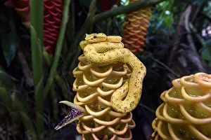 Adult Eyelash Pit Viper or Eyelash Viper (Bothriechis schlegelii) (Viperidae: Crotalinae) Adult Eyelash Pit Viper or Eyelash Viper (Bothriechis schlegelii) (Viperidae: Crotalinae)