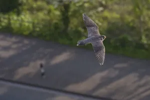 Adult female Peregrine falcon (Falco peregrinus) in flight over a road in the Avon Gorge Adult female Peregrine falcon (Falco peregrinus) in flight over a road in the Avon Gorge