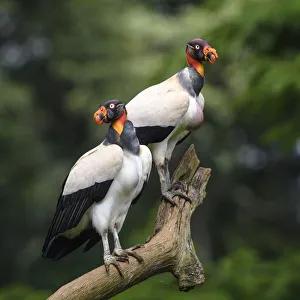 Adult King Vulture (Sarcoramphus papa) Laguna del Lagarto, Boca Tapada, Caribbean slope Adult King Vulture (Sarcoramphus papa) Laguna del Lagarto, Boca Tapada, Caribbean slope