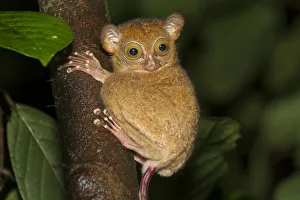 Adult Western / Horsfield's tarsier (Tarsius bancanus) in forest understorey at night Adult Western / Horsfield's tarsier (Tarsius bancanus) in forest understorey at night