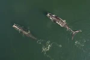 Aerial view of a North Atlantic right whales (Eubalaena glacialis) feeding, Bay of Fundy Aerial view of a North Atlantic right whales (Eubalaena glacialis) feeding, Bay of Fundy