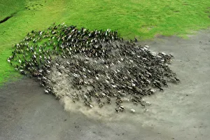 Aerial view of Reindeer (Rangifer tarandus) fording water whilst being herded by Nenet Aerial view of Reindeer (Rangifer tarandus) fording water whilst being herded by Nenet