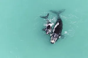 Aerial view of Southern right whale (Eubalaena australis) female with calf in shallow Aerial view of Southern right whale (Eubalaena australis) female with calf in shallow