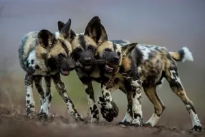 African wild dogs (Lycaon pictus) juveniles playing with the leg of an impala, trying African wild dogs (Lycaon pictus) juveniles playing with the leg of an impala, trying