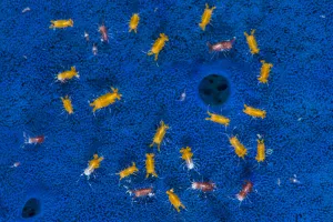 Aggregation of tiny isopods (Santia sp.) living on the surface of a Blue sponge Aggregation of tiny isopods (Santia sp.) living on the surface of a Blue sponge