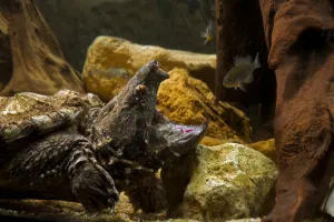 Alligator snapping turtle (Macroclemys temmincki) fishing by luring a fish with the Alligator snapping turtle (Macroclemys temmincki) fishing by luring a fish with the