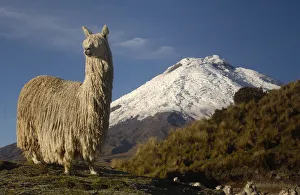 Alpaca Suri, a long haired variety of alpaca {Lama pacos} Cotopaxi volcano, Andes Alpaca Suri, a long haired variety of alpaca {Lama pacos} Cotopaxi volcano, Andes