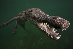 American crocodile (Crocodylus acutus), underwater, Jardines de la Reina / Gardens American crocodile (Crocodylus acutus), underwater, Jardines de la Reina / Gardens