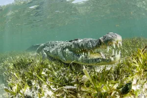 American crocodile (Crocodylus acutus) with mouth open over seagrass bed, Chinchorro American crocodile (Crocodylus acutus) with mouth open over seagrass bed, Chinchorro