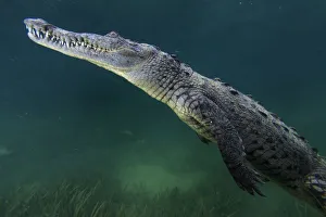 American crocodile (Crocodylus acutus), Jardines de la Reina / Gardens of the Queen American crocodile (Crocodylus acutus), Jardines de la Reina / Gardens of the Queen