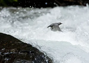 American Dipper (Cinclus mexicanus) in flight over white water rapids. Lee Vining Creek American Dipper (Cinclus mexicanus) in flight over white water rapids. Lee Vining Creek