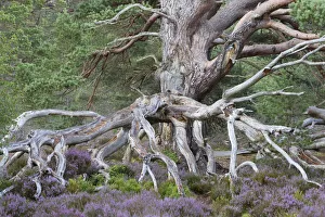 Ancient Scots pine (Pinus sylvestris) amongst flowering Common heather / Ling (Calluna vulgaris) Ancient Scots pine (Pinus sylvestris) amongst flowering Common heather / Ling (Calluna vulgaris)