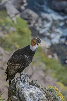 Andean condor (Vultur gryphus) adult male, Nirihuao Canyon, Coyhaique, Patagonia, Chile Andean condor (Vultur gryphus) adult male, Nirihuao Canyon, Coyhaique, Patagonia, Chile