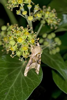 Angle shades moth (Phlogophora meticulosa) nectaring on Ivy (Hedera helix) at night Angle shades moth (Phlogophora meticulosa) nectaring on Ivy (Hedera helix) at night