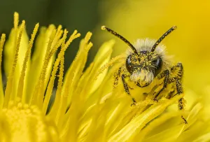 Ashy mining bee (Andrena cineraria), feeding on Dandelion (Taraxacum offinicale Ashy mining bee (Andrena cineraria), feeding on Dandelion (Taraxacum offinicale