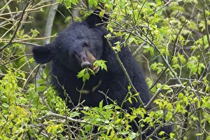 Asian black bear (Ursus thibetanus) feeding on leaves, Tangjiahe Nature Reserve Asian black bear (Ursus thibetanus) feeding on leaves, Tangjiahe Nature Reserve