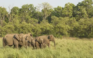 Asiatic elephant (Elephas maximus) matriarch leading heard out of forest into grassland Asiatic elephant (Elephas maximus) matriarch leading heard out of forest into grassland