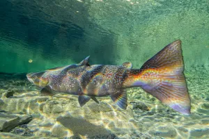 Atlantic salmon (Salmo salar) portrait, migrating to spawn in river, Gaspe Peninsula Atlantic salmon (Salmo salar) portrait, migrating to spawn in river, Gaspe Peninsula