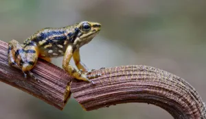 Awa rocket frog (Hyloxalus awa) on stem, Rio Silanche, Pichincha, Ecuador, October 2013 Awa rocket frog (Hyloxalus awa) on stem, Rio Silanche, Pichincha, Ecuador, October 2013
