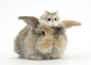 Baby rabbit with a Roborovski Hamster (Phodopus roborovskii) sitting on its head Baby rabbit with a Roborovski Hamster (Phodopus roborovskii) sitting on its head