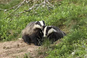 Badger (Meles meles), cub pulling the ear of sibling, June, Scotland, UK., August Badger (Meles meles), cub pulling the ear of sibling, June, Scotland, UK., August