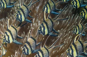 Banggai cardinalfish (Pterapogon kauderni). Lembeh Strait, North Sulawesi, Indonesia Banggai cardinalfish (Pterapogon kauderni). Lembeh Strait, North Sulawesi, Indonesia