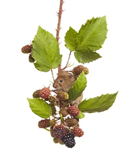 Bank vole (Clethrionomys glareolus) feeding on blackberries, Worcestershire, England, UK Bank vole (Clethrionomys glareolus) feeding on blackberries, Worcestershire, England, UK