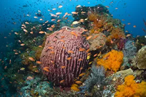 Barrel Sponge (Xestospongia testudinaria) on coral reef with soft corals (Scleronephthya sp) Barrel Sponge (Xestospongia testudinaria) on coral reef with soft corals (Scleronephthya sp)