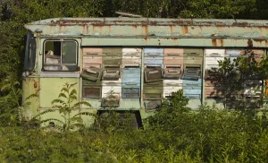 Bee keeping in an old bus containing the hives, cultivated border land between Croatia Bee keeping in an old bus containing the hives, cultivated border land between Croatia