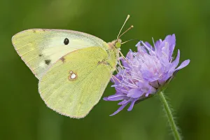 Berger's clouded yellow butterfly (Colias alfacariensis) on flower, Liechtenstein Berger's clouded yellow butterfly (Colias alfacariensis) on flower, Liechtenstein