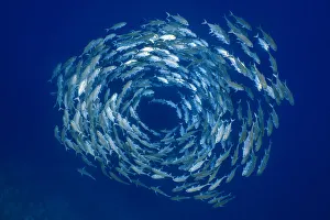 Bigeye trevally (Caranx sexfasciatus) forming a circular shoal in blue water, Bigeye trevally (Caranx sexfasciatus) forming a circular shoal in blue water,