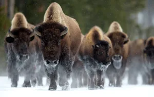 Bison (Bison bison) herd walking in snow, Yellowstone National Park, Wyoming, USA Bison (Bison bison) herd walking in snow, Yellowstone National Park, Wyoming, USA