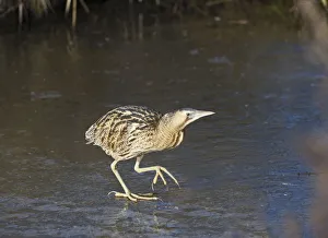 Bittern (Botaurus stellaris) walking on ice, Slimbridge WWT, Gloucestershire, England, UK Bittern (Botaurus stellaris) walking on ice, Slimbridge WWT, Gloucestershire, England, UK