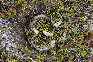 Black-bellied Plover (Pluvialis squatarola) chicks in the nest, seen from overhead Black-bellied Plover (Pluvialis squatarola) chicks in the nest, seen from overhead