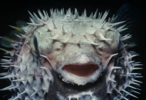 Black blotched pufferfish (Diodon liturosus) inflated with water at night as defensive Black blotched pufferfish (Diodon liturosus) inflated with water at night as defensive
