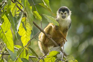 Black-crowned Central American squirrel monkey (Saimiri oerstedii) sitting on branch Black-crowned Central American squirrel monkey (Saimiri oerstedii) sitting on branch