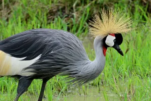 Black crowned-crane (Balearica pavonina) foraging in wetland area, Masai Mara, Kenya Black crowned-crane (Balearica pavonina) foraging in wetland area, Masai Mara, Kenya