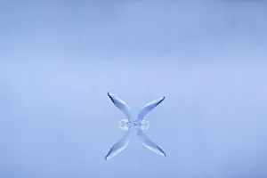 Black-headed gull (Chroicocephalus ridibundus) alighting on water at dawn, Cheshire, UK Black-headed gull (Chroicocephalus ridibundus) alighting on water at dawn, Cheshire, UK