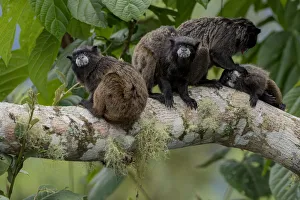 Black-Mantled Tamarin (Saguinus nigricollis) group with social grooming, Sumaco, Napo Black-Mantled Tamarin (Saguinus nigricollis) group with social grooming, Sumaco, Napo