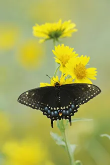 Black Swallowtail Butterfly (Papilio polyxenes), female on Cowpen Daisy / Golden Black Swallowtail Butterfly (Papilio polyxenes), female on Cowpen Daisy / Golden