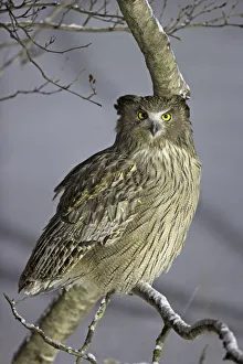 Blakiston's Eagle Owl Blakiston's Eagle Owl