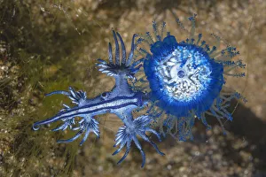 Blue dragon seaslug (Glaucus atlanticus) feeding on Blue button hydroid colony Blue dragon seaslug (Glaucus atlanticus) feeding on Blue button hydroid colony