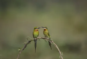 Blue-tailed bee-eater (Merops philippinus) pair sitting on perch, Near Ranganathittu Bird Sanctuary Blue-tailed bee-eater (Merops philippinus) pair sitting on perch, Near Ranganathittu Bird Sanctuary
