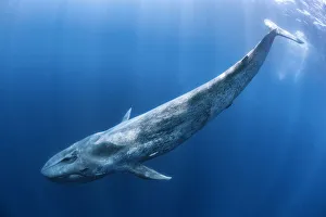 Blue whale (Balaenoptera musculus) swims beneath the surface of the ocean. Indian Ocean Blue whale (Balaenoptera musculus) swims beneath the surface of the ocean. Indian Ocean