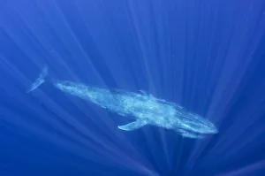 Blue whale (Balaenoptera musculus) swimming, Indian Ocean, off Sri Lanka. March Blue whale (Balaenoptera musculus) swimming, Indian Ocean, off Sri Lanka. March