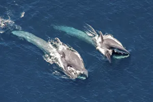 Blue Whales (Balaenoptera musculus) throat inflated, filter feeding at sea surface Blue Whales (Balaenoptera musculus) throat inflated, filter feeding at sea surface