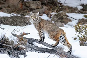 Bobcat (Lynx rufus) standing on branch in snow. Madison River Valley, Yellowstone National Park Bobcat (Lynx rufus) standing on branch in snow. Madison River Valley, Yellowstone National Park
