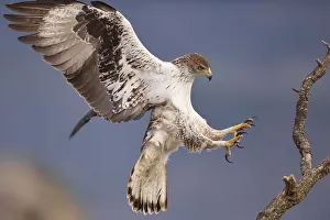 Bonelli's eagle or Eurasian hawk-eagle, Hieraetus fasciatus or Aquila fasciata Bonelli's eagle or Eurasian hawk-eagle, Hieraetus fasciatus or Aquila fasciata